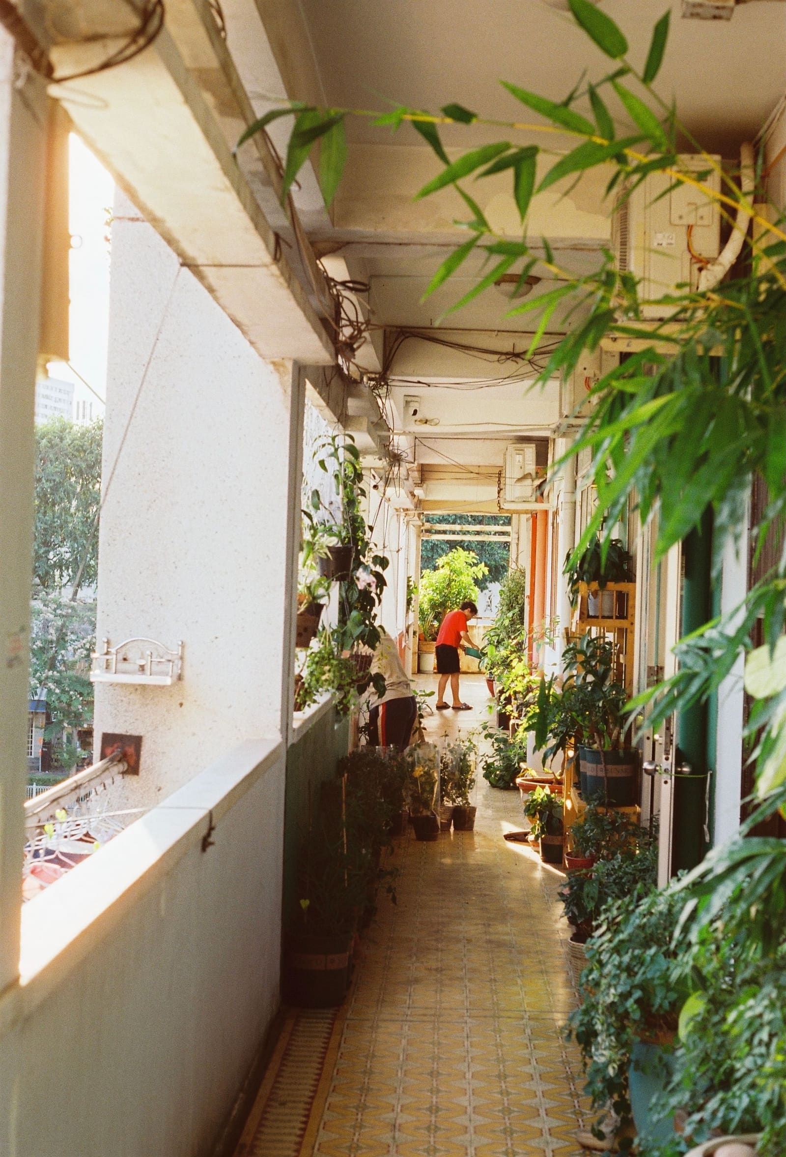Covered balcony with planting off a living room